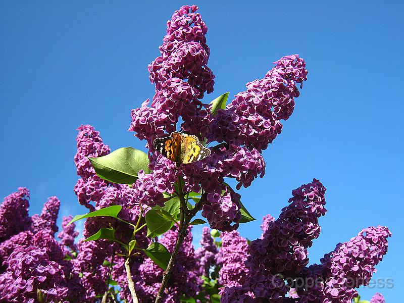IMG_4987.JPG - Close to the tent was a lilac bush, which smelled wonderful. And it was covered in butterflies.