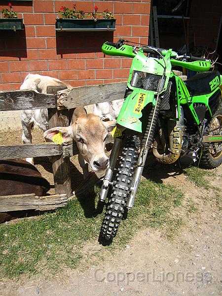 IMG_4997.JPG - One of the boys was pretty into this dirt bike. Apparently the calves were too.
