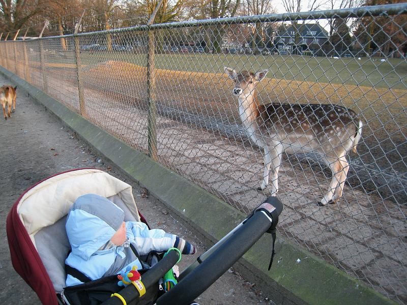 IMG_4103.JPG - Sprocket's starting to take an interest in animals he sees, like these little deer.