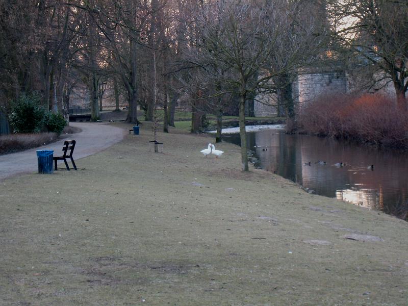 IMG_4105.JPG - Lovey ducks in the park along the city walls.