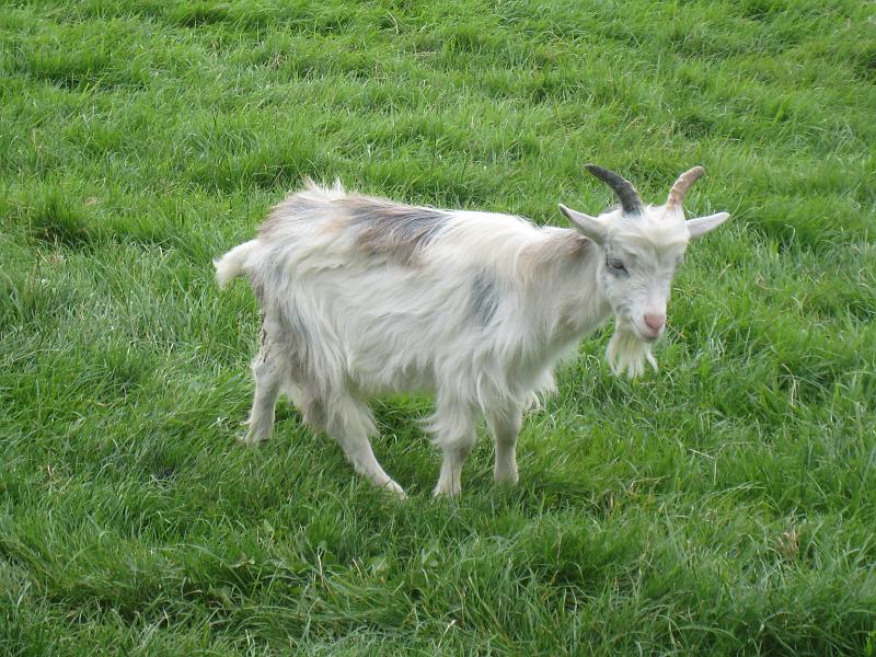 IMG_3069.JPG - Cute goat.