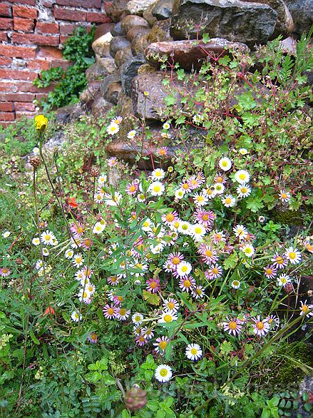 IMG_7193.JPG - And wildflowers in the fort.