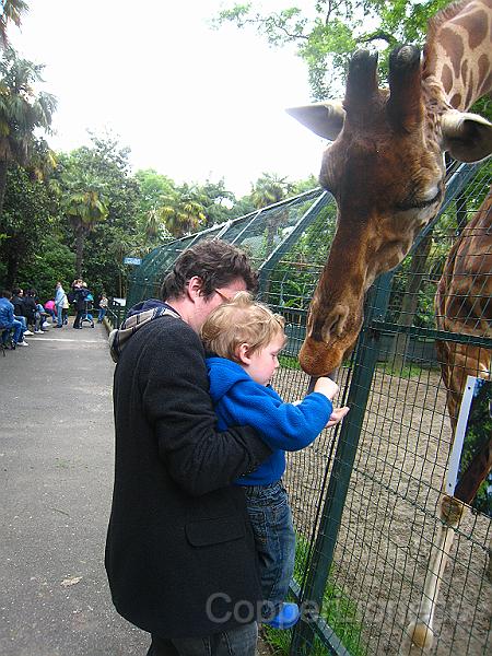IMG_7205.JPG - Sunday, May 16. At the zoo in Pistoaia (where the pistol was invented), feeding the giraffe.
