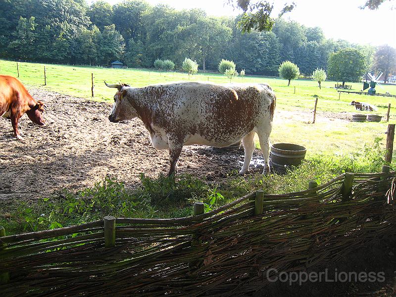 IMG_5552.JPG - Cow with cool colouring.